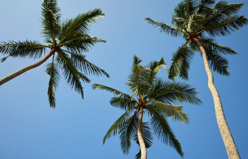 Ciel tropical par Dilani Butink