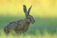Haas in het vroege ochtendlicht.