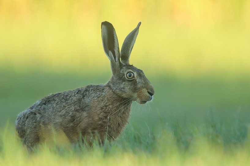 Hase im frühen Morgenlicht. von cindy kuiphuis