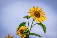 Proud sunflower at its highest point