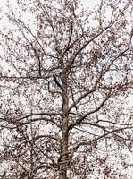 Tree in Amsterdam West, North Holland, Netherlands by Aaya Photographs, Aaya Mohamed