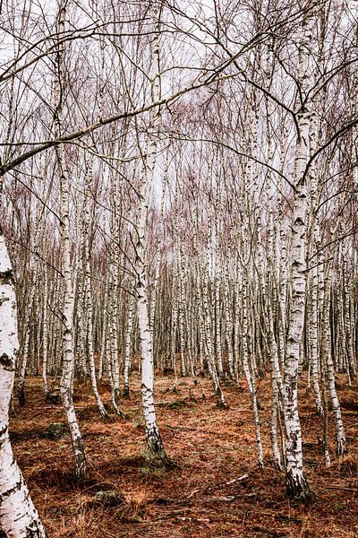 Forêt de bouleaux par Mayra Fotografie