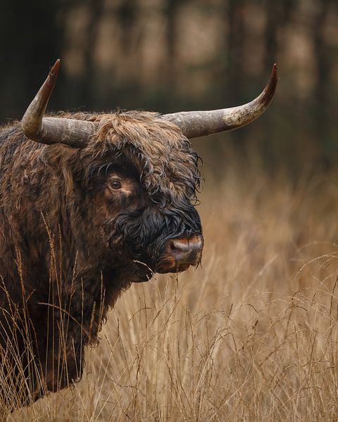 Schottischer Highlander-Stier von Menno Schaefer