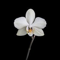 White orchid