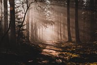 Morning sun through the trees