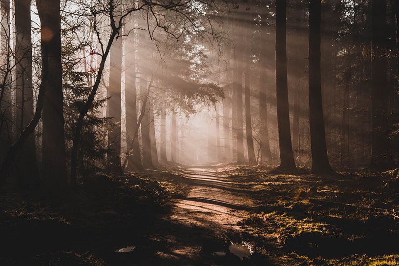 Morning sun through the trees by Sven Goedhart