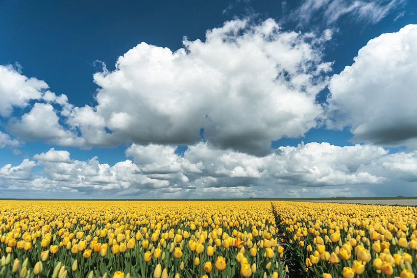 Holländisches Tulpenfeld mit Pfahlwolken von Fotografiecor .nl