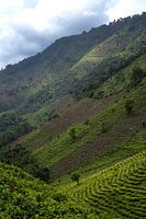 Plantations de Bwindi