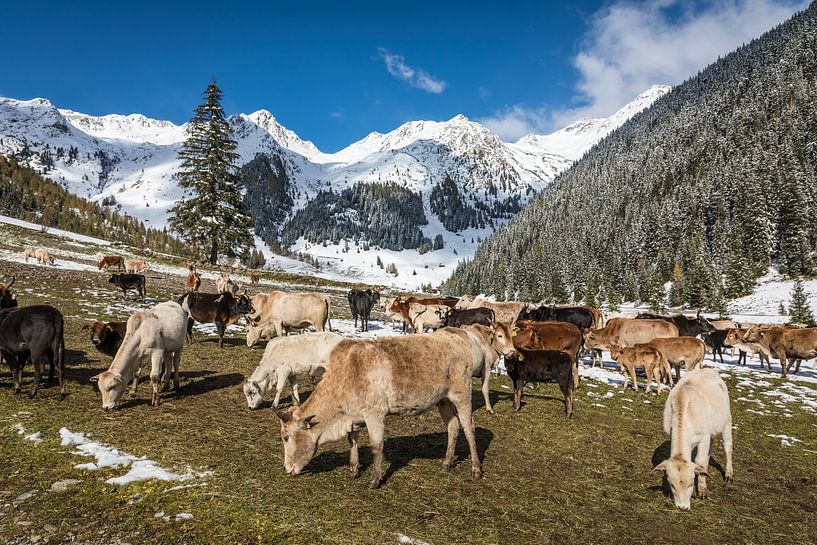 Highland cattle on the pasture in the Villgratental valley by Christian Müringer