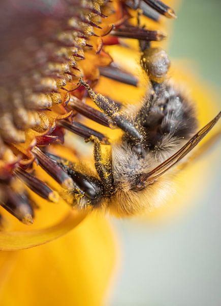 Poussière de fée par Shanna van Mens Fotografie