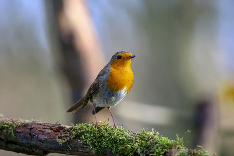 Robin von Marcel Hillebrand