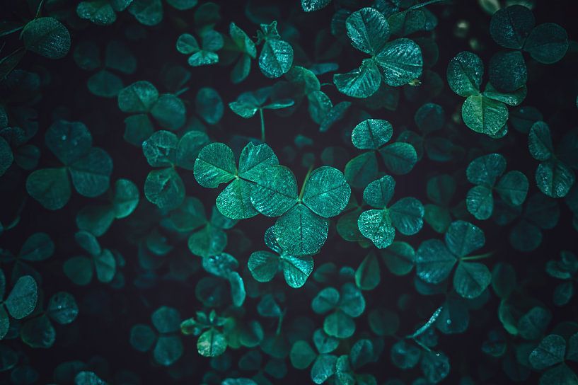 Kleeblätter im Winter von Florian Kunde