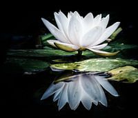 Spiegelung einer weißen Seerose 
