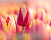 Vorfrühlingstau auf bunten Tulpen bei Sonnenaufgang