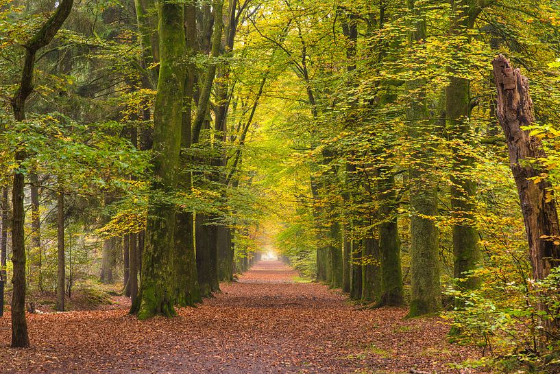 automne20 par Geertjan Plooijer