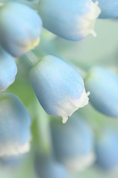 Frühling in Pastellfarben! von Marjolijn van den Berg