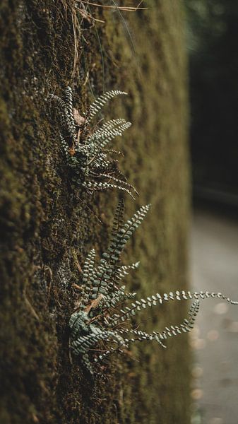 Fern on old wall by Paulien van der Werf