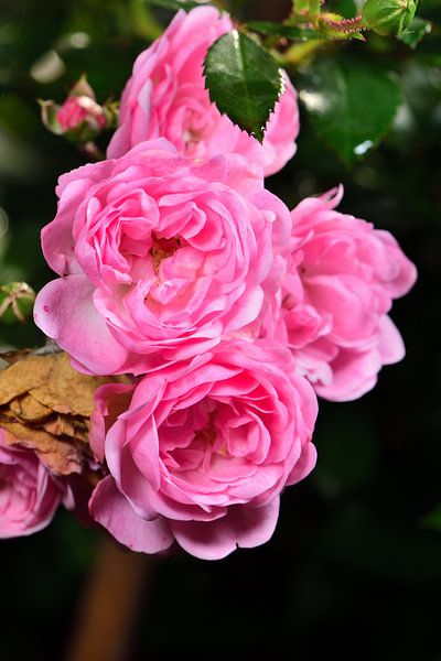 Un bouquet de roses par Gerard de Zwaan