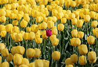 Alone among tulips