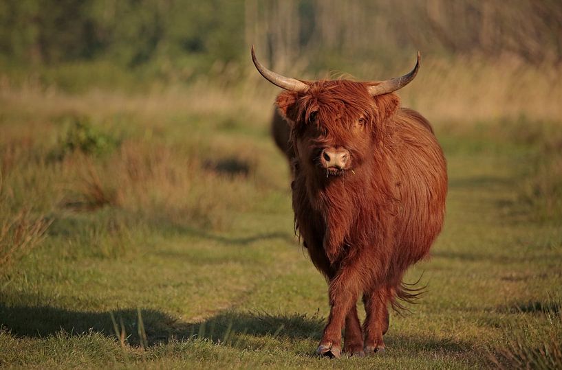 Schottischer Highlander von Frank Smedts
