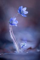 Bis wir das Licht sehen