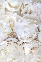 üppig blühende weiße Pfingstrosen - romantisches Blumenposter