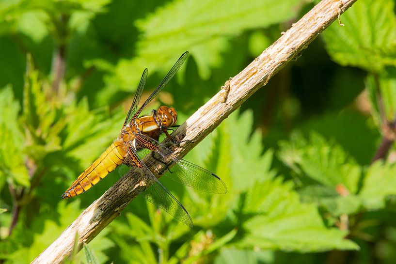 Une belle libellule dans les Oostvaardersplassen par Merijn Loch