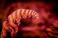 Fiery Autumn Fern