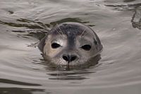 seal in water