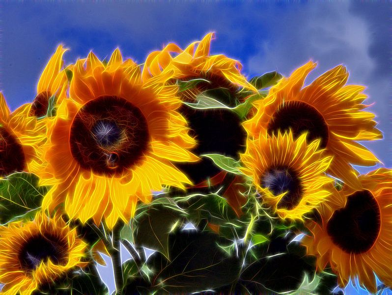 Tournesols dans le jardin par Edgar Schermaul