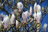 Bloeiende magnolia