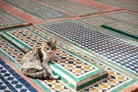Streetcats of Marrakesh