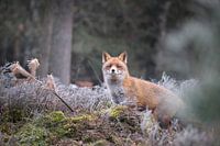 Renard des landes à maturité.