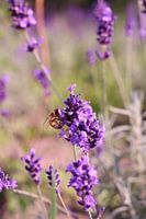 een lekker smikkelende wesp