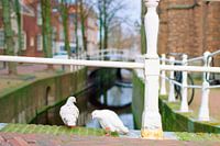 Cityscape with pigeons in Delft