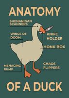 Anatomie d'un canard