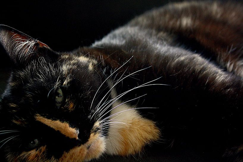Verträumter Blick - Nahaufnahme einer ruhenden Katze im Schatten von Masterpiece Living