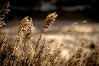 Des panaches dans le vent