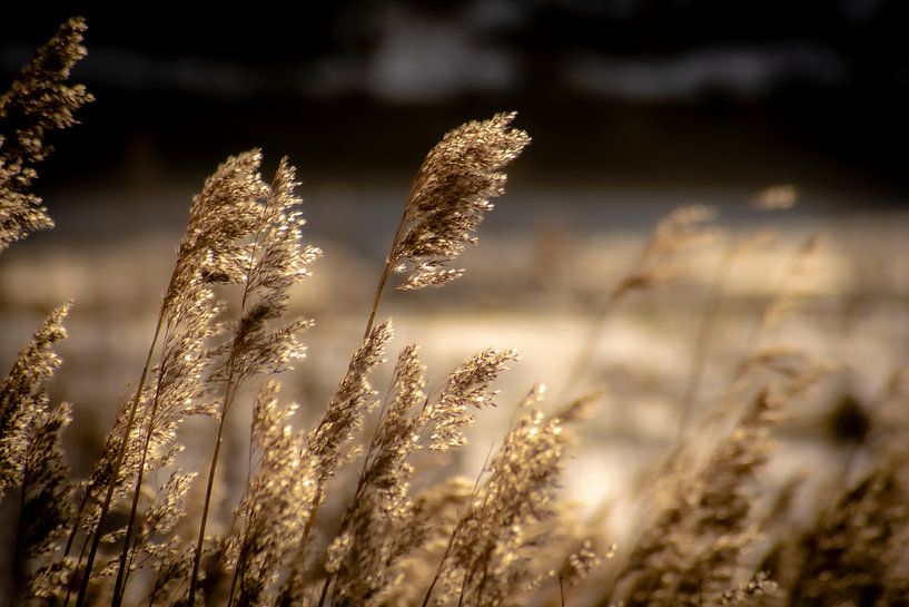 Des panaches dans le vent par Kelly Grosemans