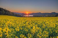 Sunrise over the Hennesee