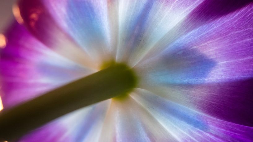 Blumen in der Natur von Mustafa Kurnaz