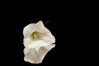 Produktfotografie Blume im Spiegelbild