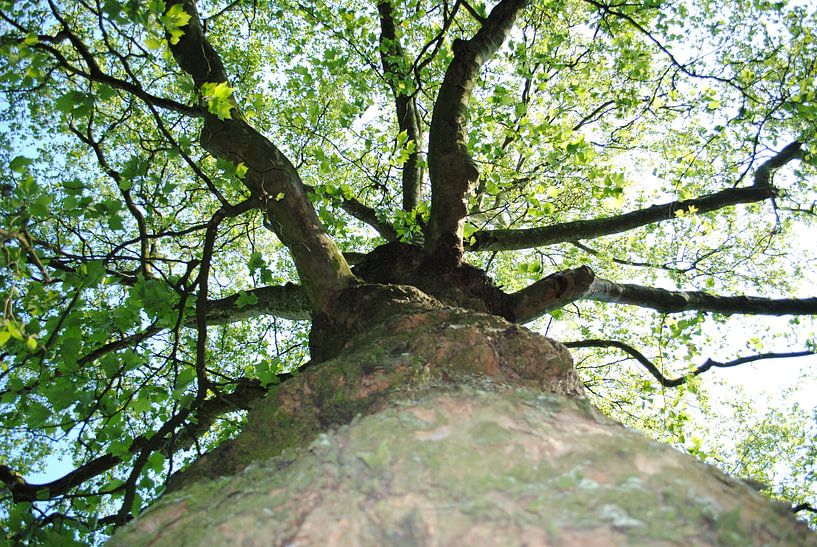 Boom par Miranda Zwijgers