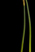 Daffodil stems (right)