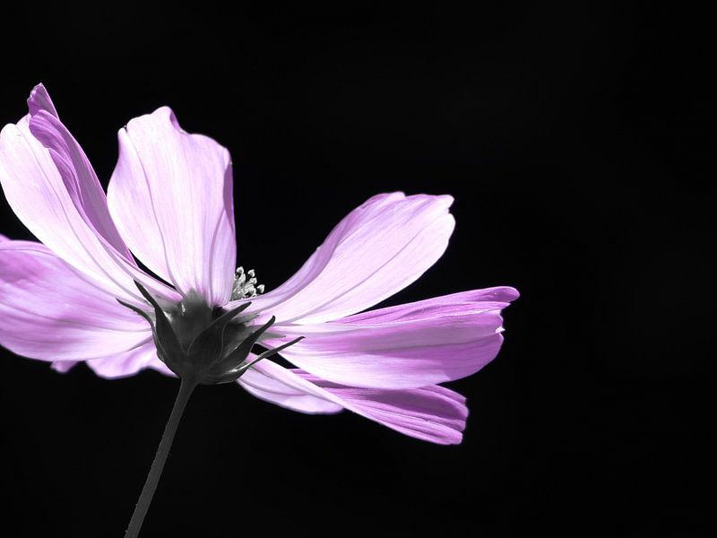 Pink lady von Mirakels Kiekje