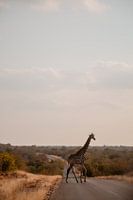 Overstekende Giraffe