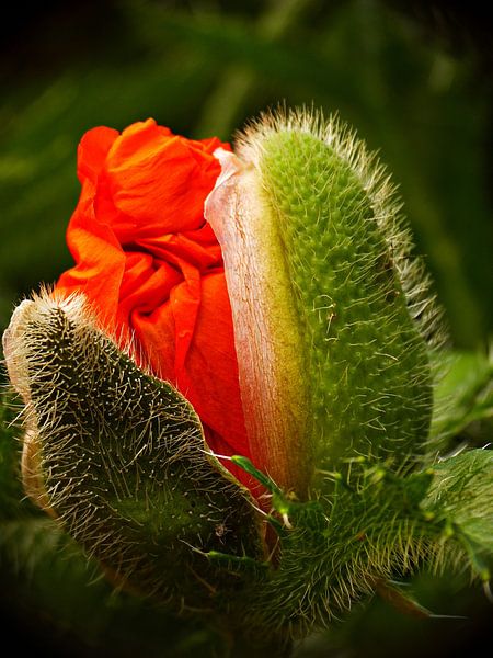 ontluikende papaver by Jessica Berendsen