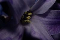 Eine abstrakte Sinfonie der Farben: Der Zauber einer blau-violetten Hyazinthe