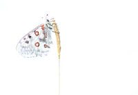 Apollo vlinder high key