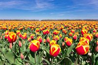 Veld met rood-gele tulpen en blauwe lucht in bollenstreek